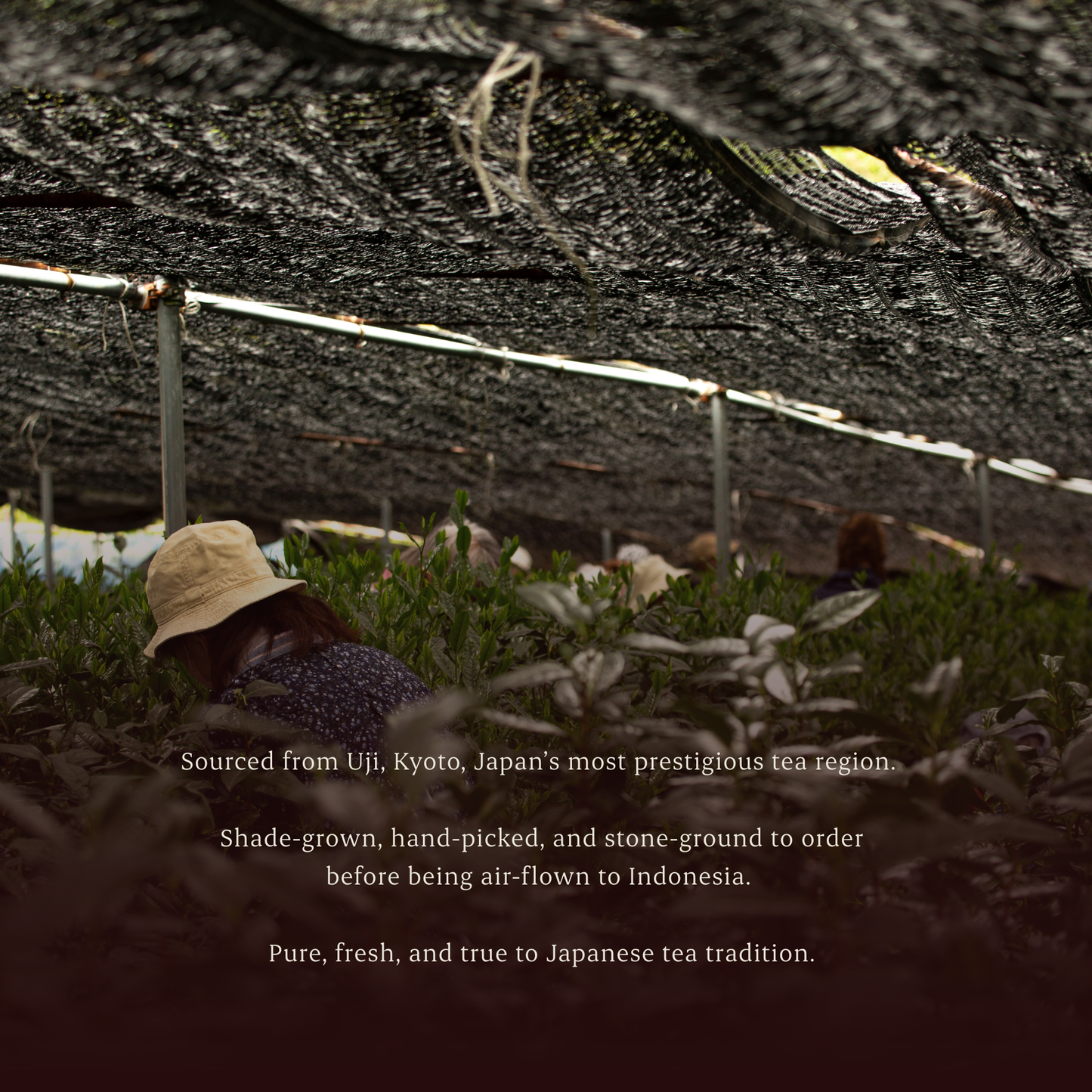 
                  
                    YAKŌ 夜光 | Ceremonial Matcha
                  
                